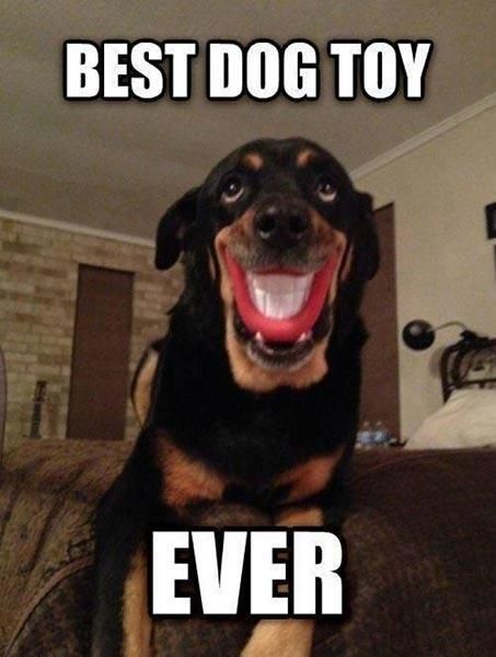 Smiling Dog Memes That Will Make You Very Happy | Always Pets