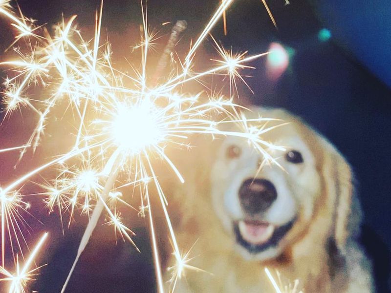 Dog with fireworks