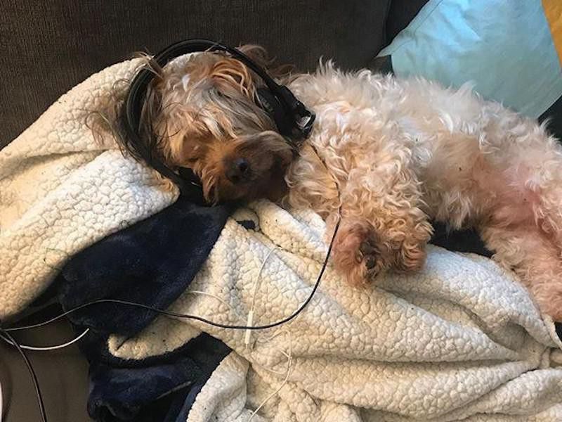 Dog with headphones