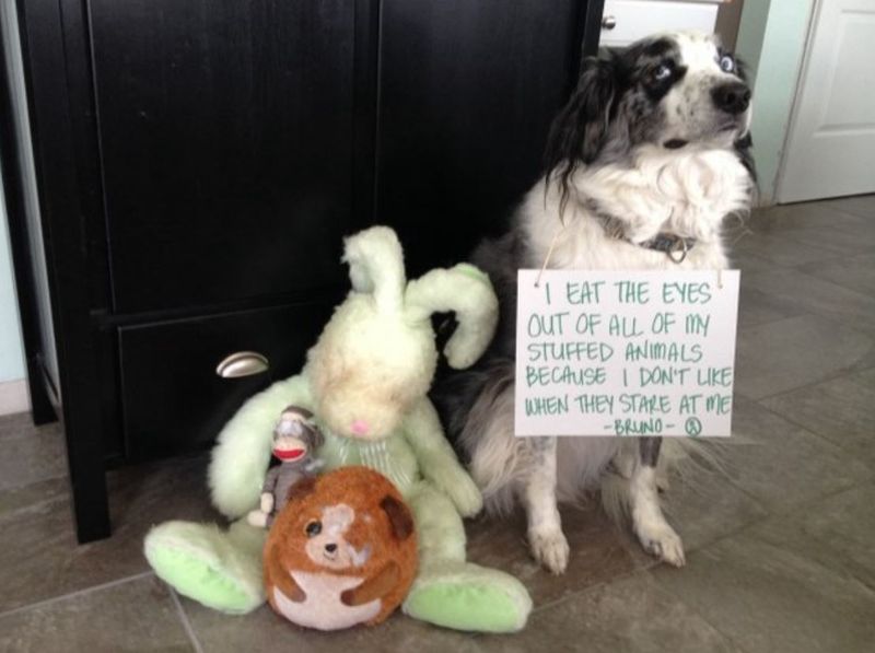 Dog with stuffed animals
