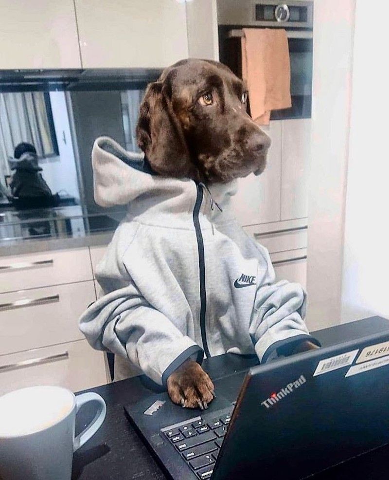 Dog working at a desk in a sweatshirt