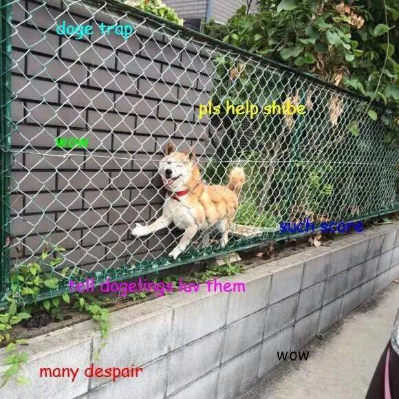 Doge meme stuck in fence