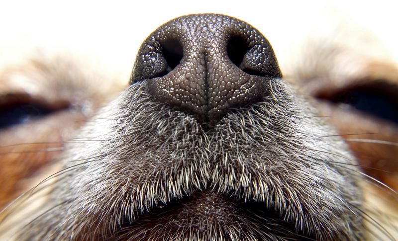 Doggie nose