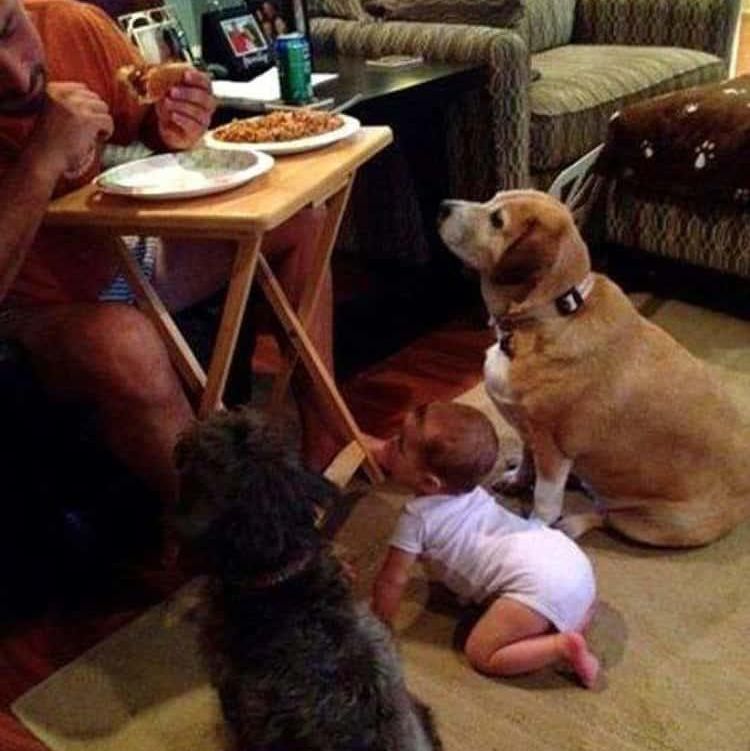Dogs and baby begging for food