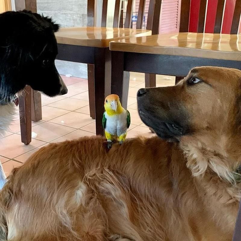 Dogs and parrot