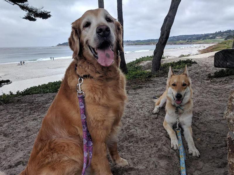 Dogs at dog friendly beach