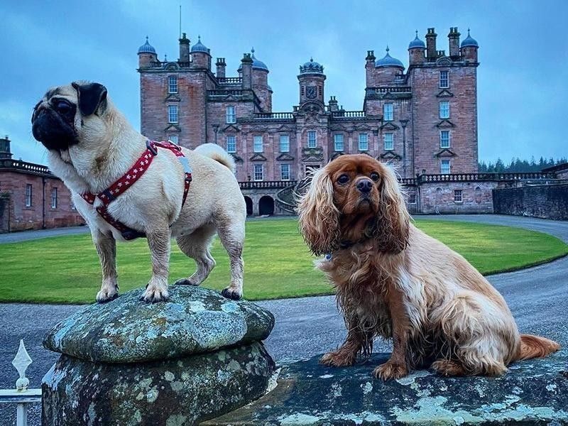 Dogs at Drumlanrig Castle
