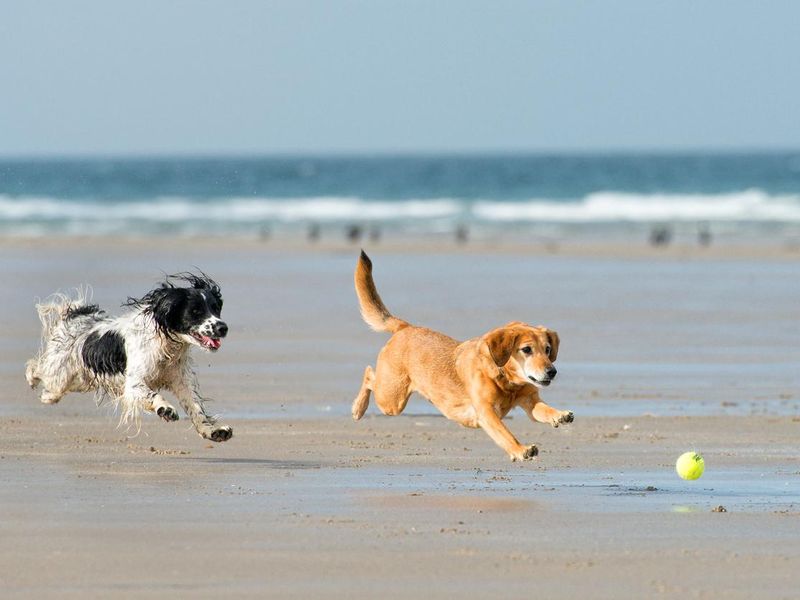 Dogs chase a ball at the beach