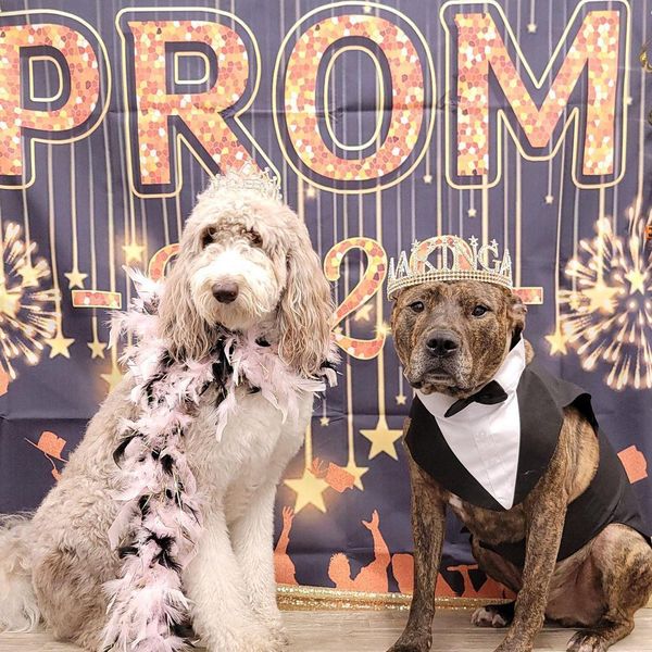 Here's Proof That Dog Prom Photos Are a Brilliant Idea
