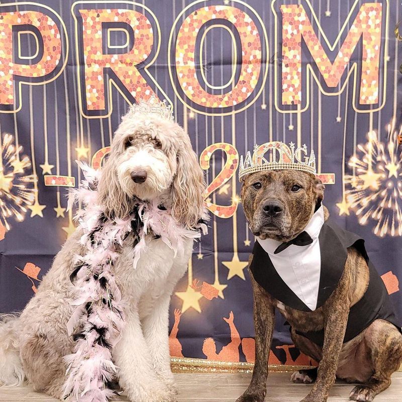 Dogs dressed up for the prom