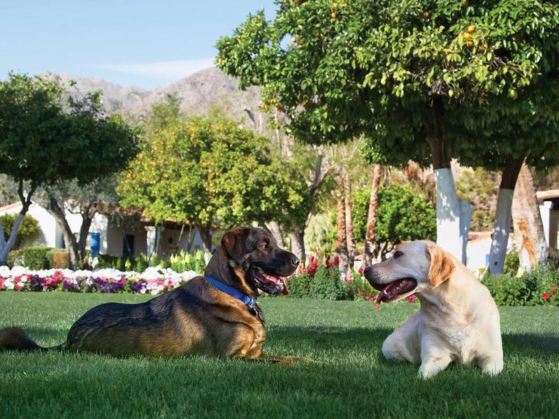 Dogs enjoying La Quinta Inn in California