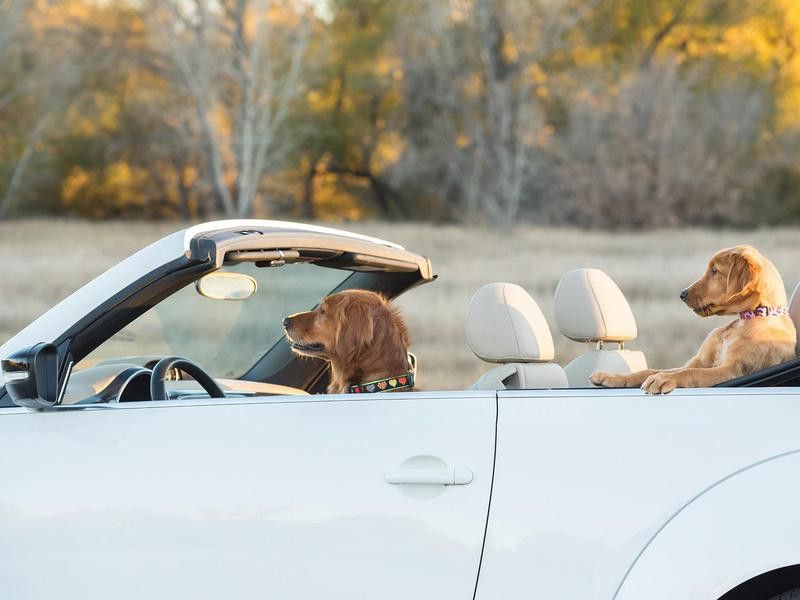 dogs in convertible