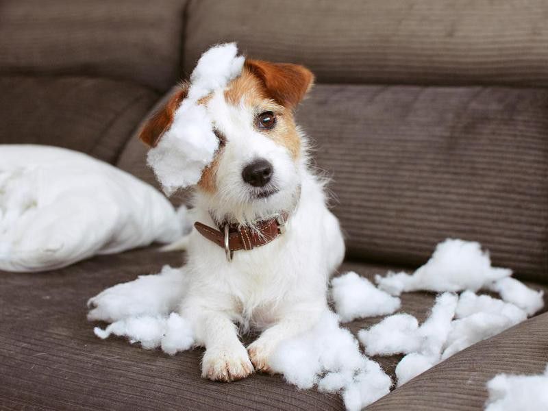 Dogs Look Guilty When They’ve Done Something Wrong