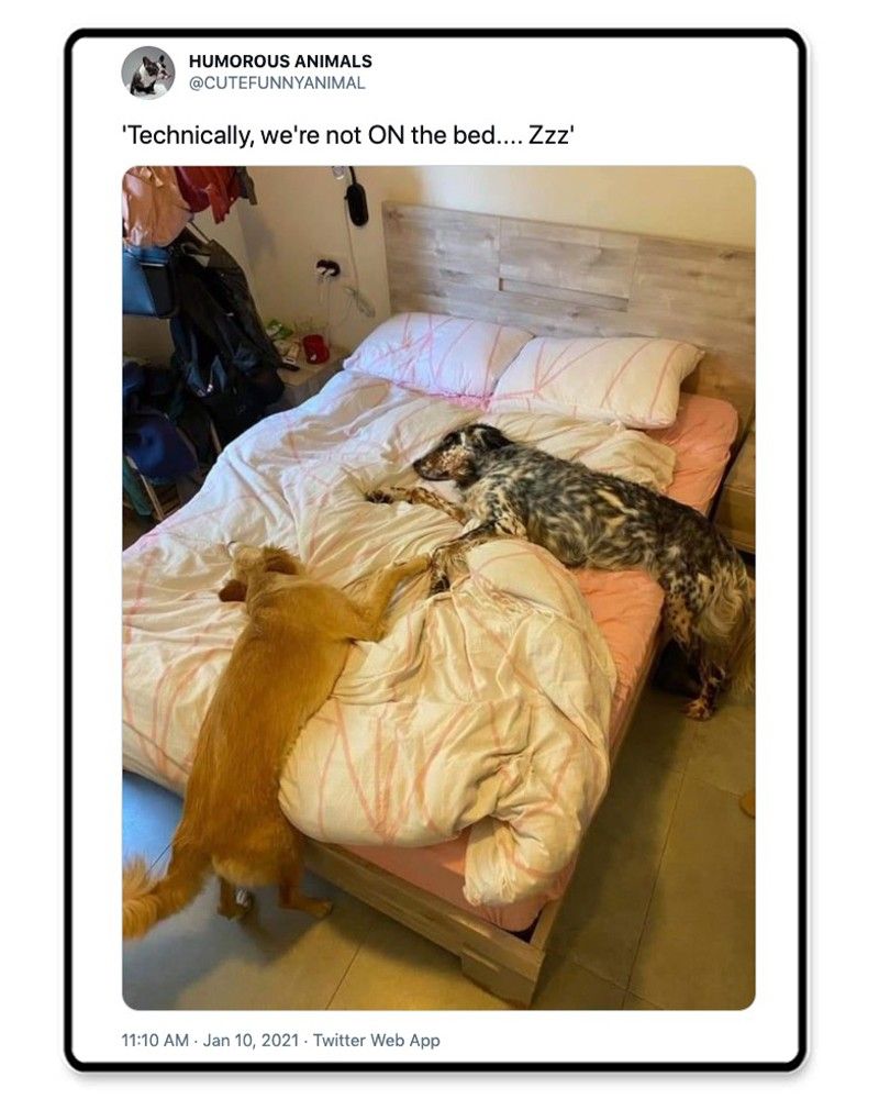 Dogs on a bed
