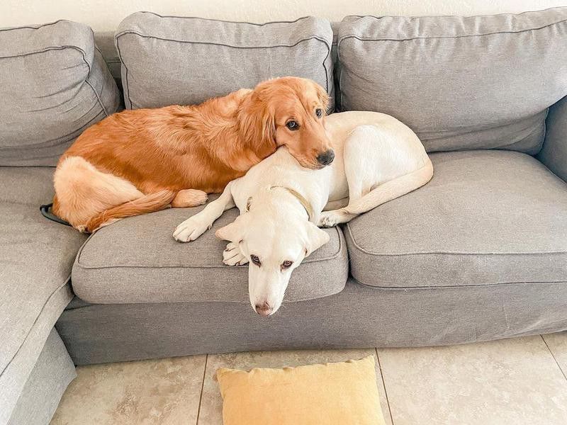 dogs on the couch