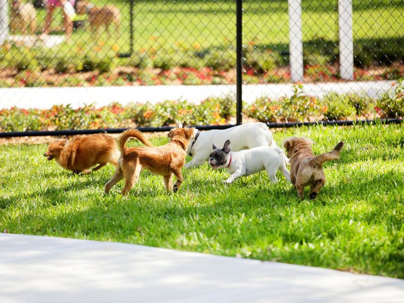 Dogs playing at a dog park
