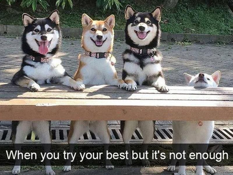Dogs posing on bench