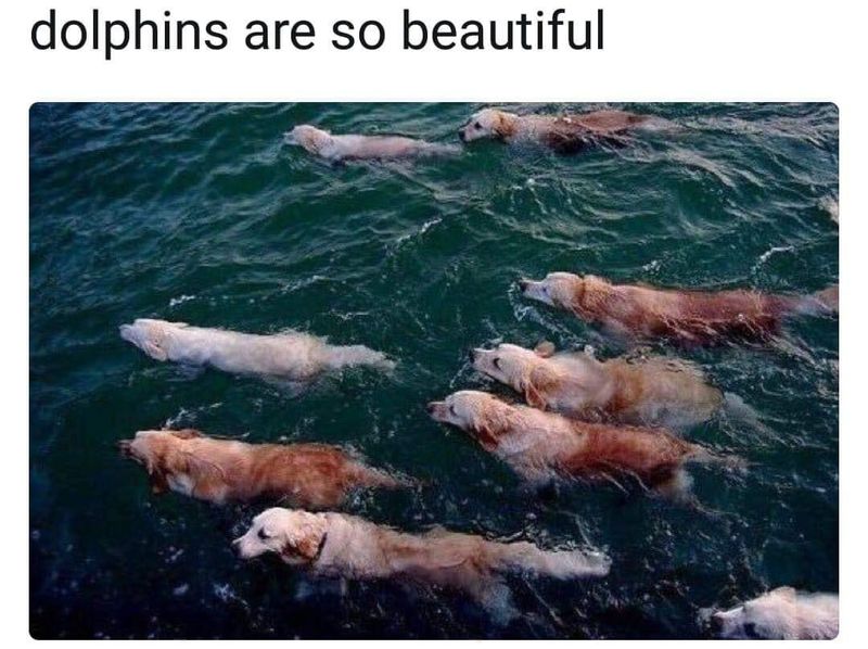 Dogs swimming meme