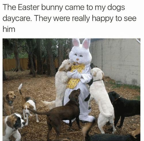 Dogs visiting the Easter bunny