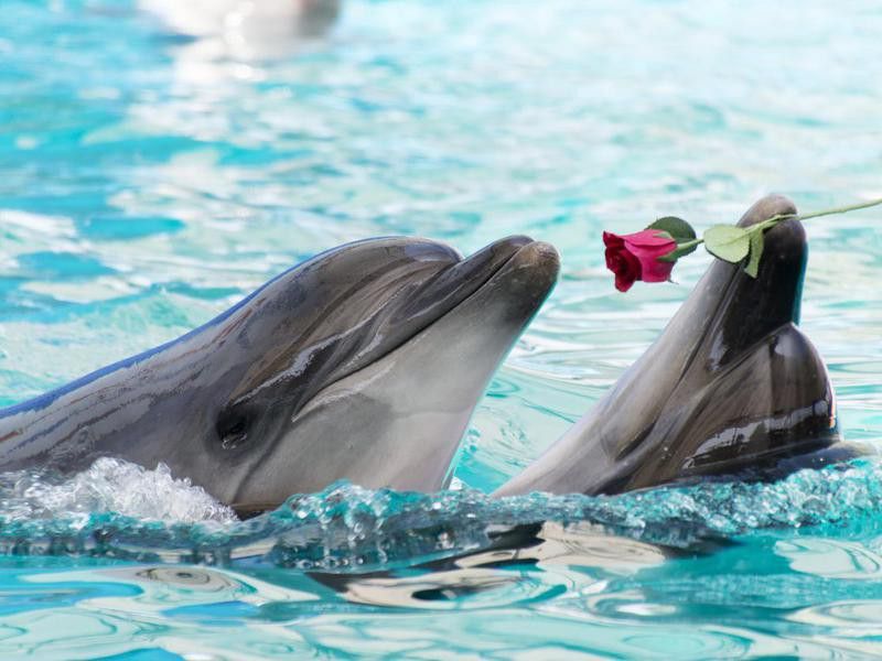 Dolphin Couple Dancing