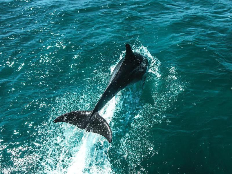 Dolphin in   Isla Holbox