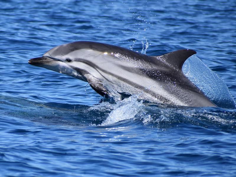 Dolphin in Taranto