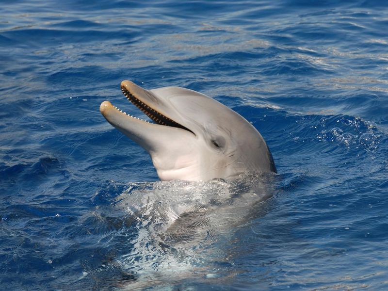 Dolphin smiling with closed eyes