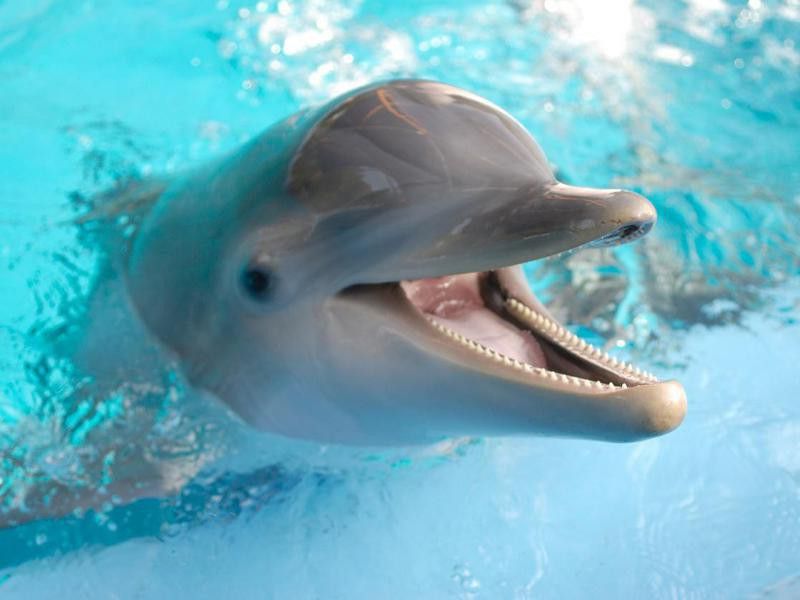 Dolphin with mouth open