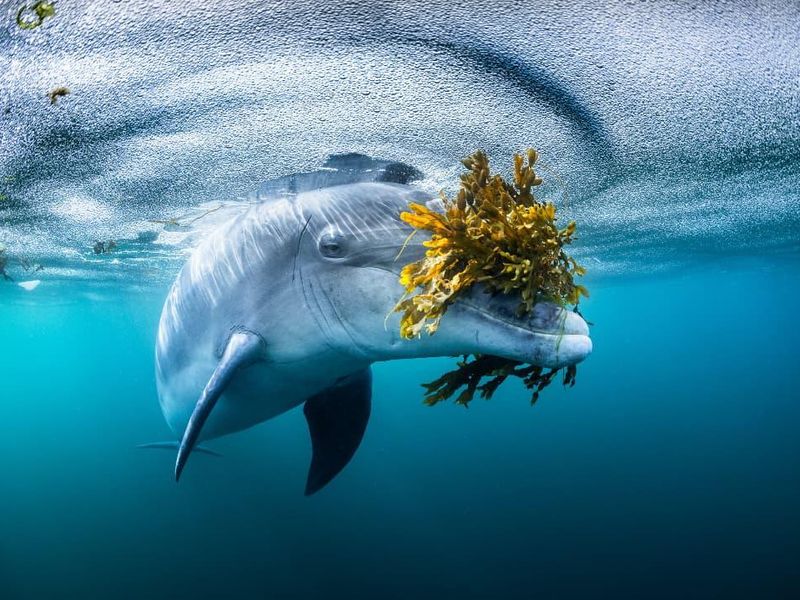 Dolphin With Seaweed