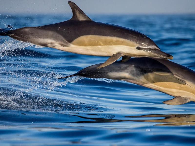 Dolphins in Cape Town, South Africa