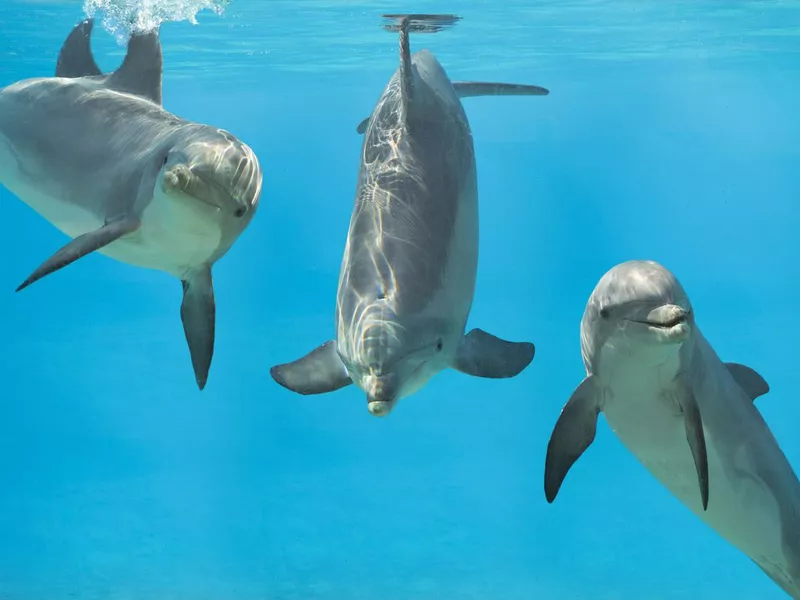 33 Baby Dolphin Facts That Make Us Go 'Awww' | Always Pets