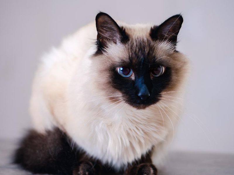 domestic fur animal cat balinese