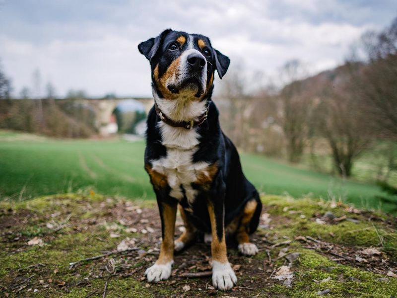 domestic Greater Swiss mountain dog outdoors
