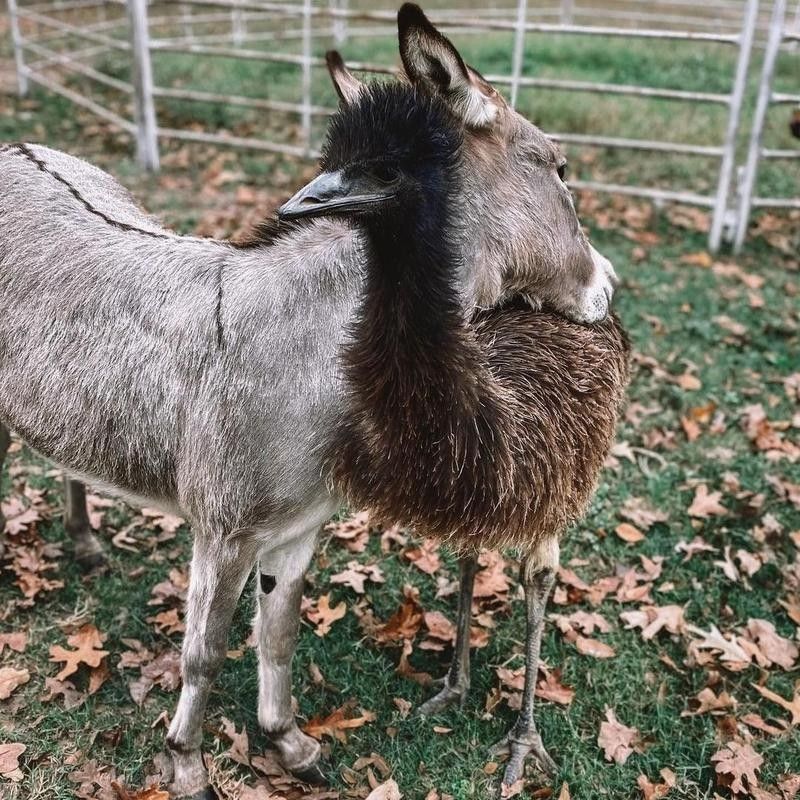 Donkey and emu leaning on each other