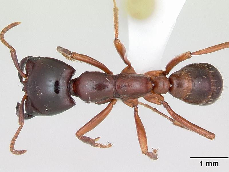 Dorylus Helvolus Ant