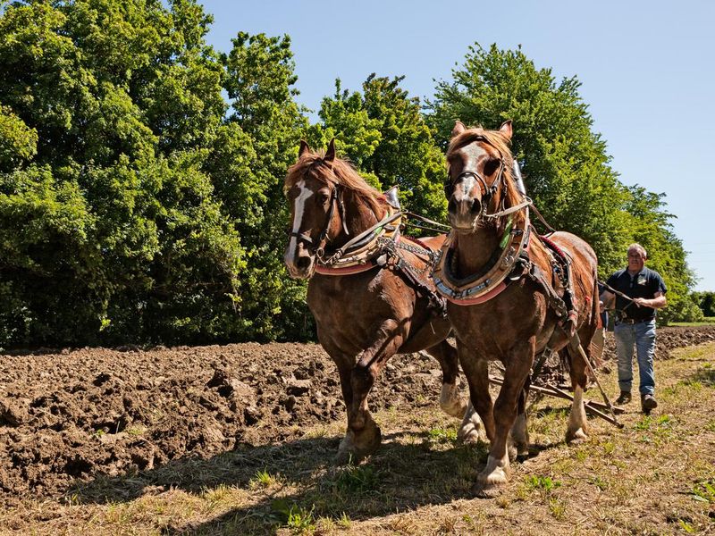 Draft horses pulling the plow in italy