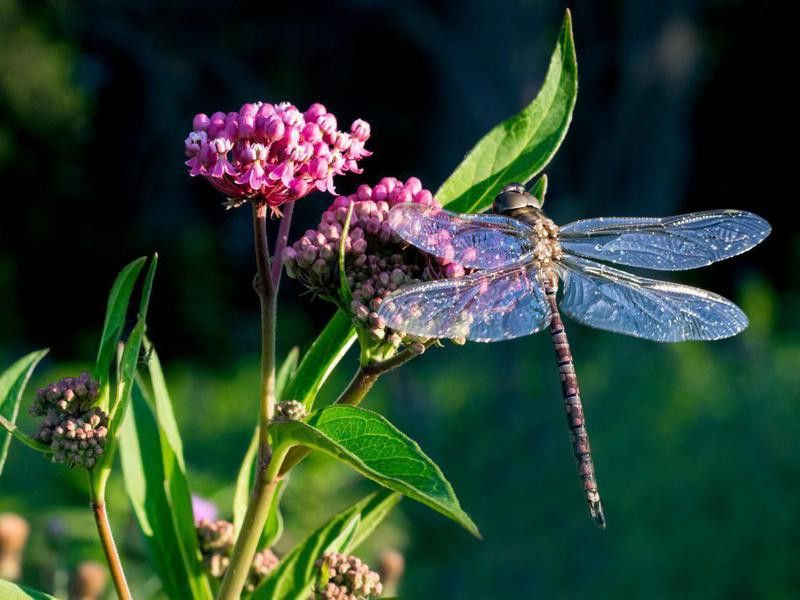 Dragonfly on colorful plant