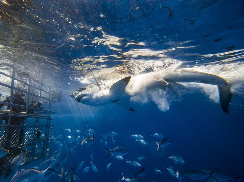 Dramatic scene of huge Great White Shark attacking bait near divers in a cage in the clear blue ocean