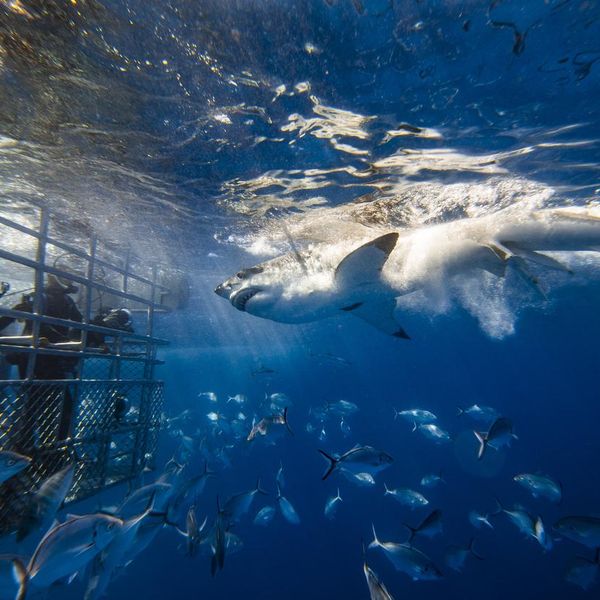 Dramatic scene of huge Great White Shark attacking bait near divers in a cage in the clear blue ocean