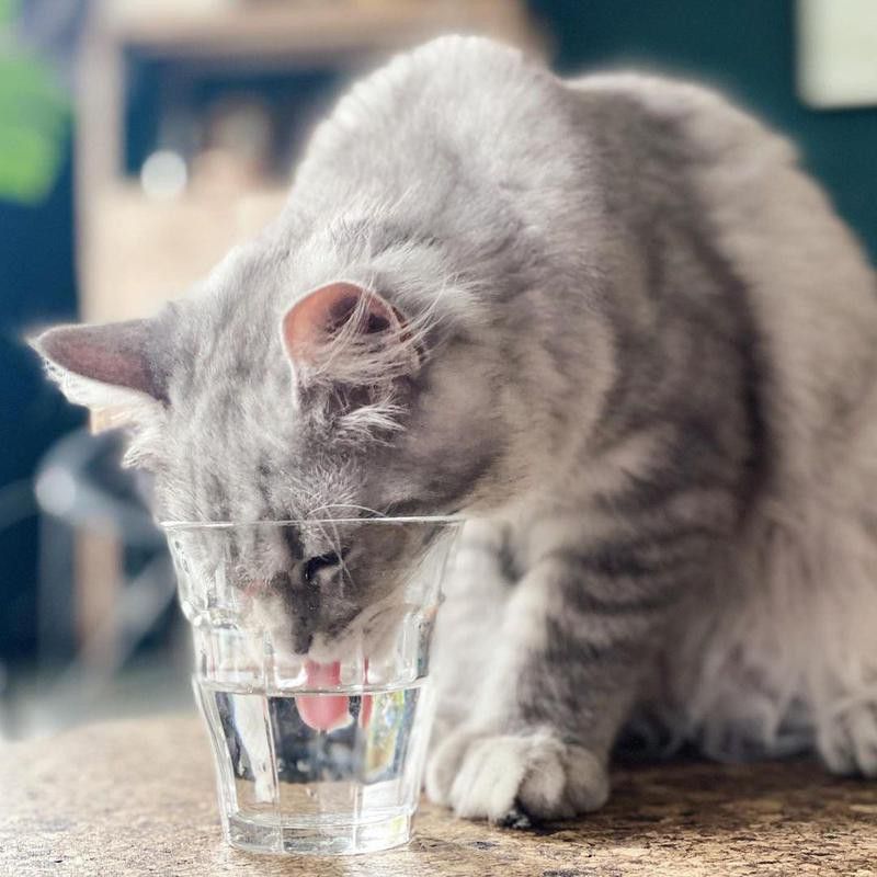 drinking from glass