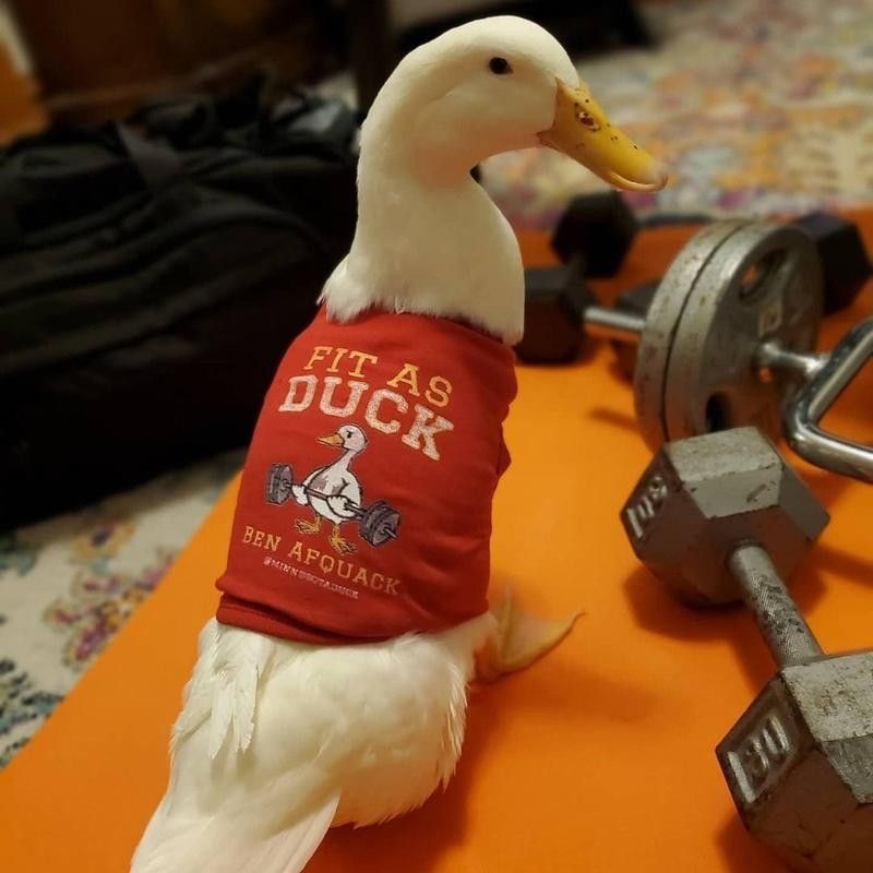 duck on instagram