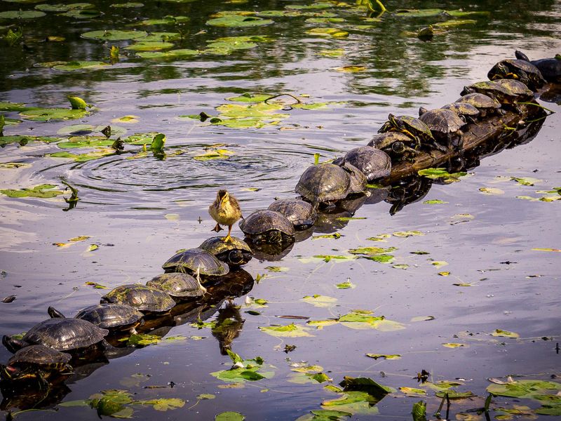 Duckling and turtles