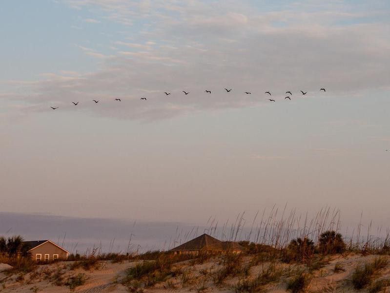 Dunes at  Isle of Palms, South Carolina