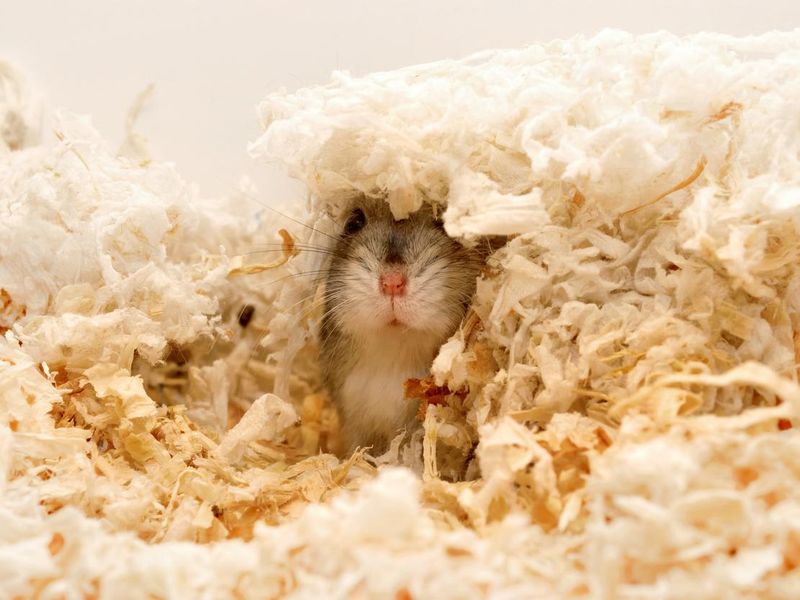 Dwarf hamster hiding