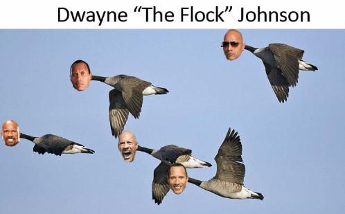 Dwayne the Flock Johnson
