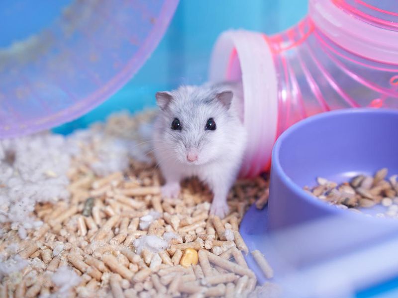 Dzungarian hamster in a multicolored cage with a wheel