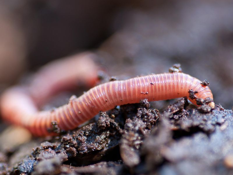 Earthworm in damp soil
