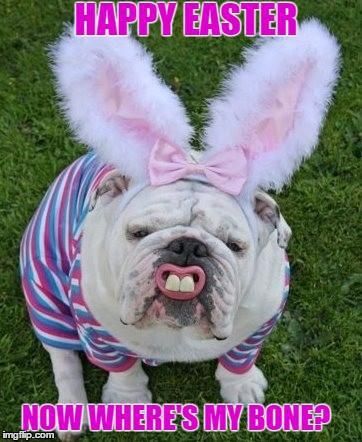 Easter bulldog