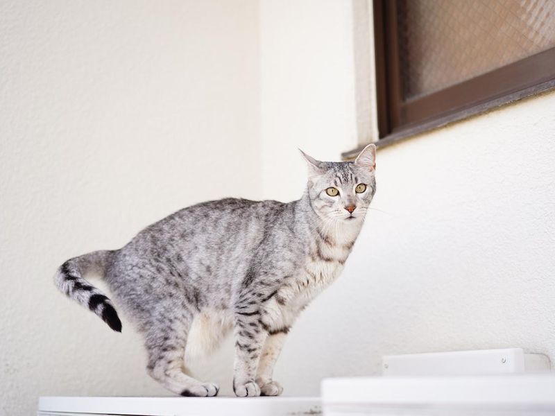 Egyptian mau cat at rooftop