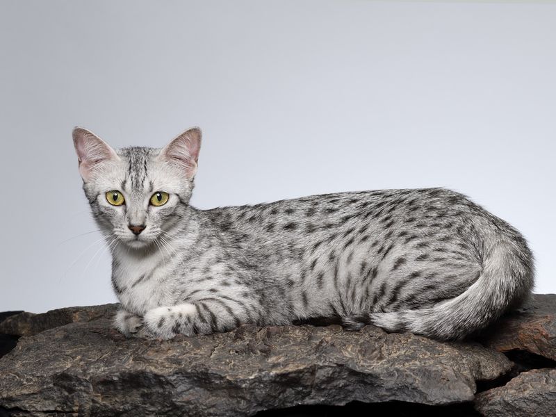 Egyptian mau cat female cat